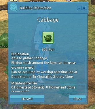 Cabbage